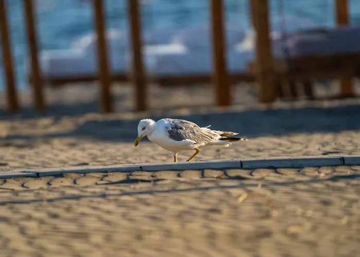 Hills Resort Beach, Bungalows And Bar - Velika Plaza Ulcinj